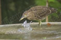 Socó 8 <em>(1585)</em>