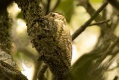 Pica Pau 16 <em>(1589)</em>