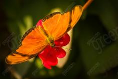 Borboleta 8 <em>(159)</em>