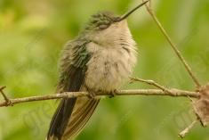 Beija Flor 48 <em>(1593)</em>