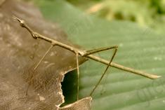 Inseto 57 <em>(1594)</em>