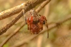 Aranha 44 <em>(1596)</em>