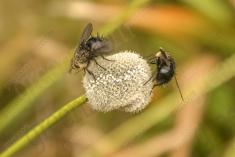 Inseto 63 <em>(1608)</em>