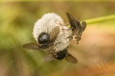 Inseto 64 <em>(1609)</em>