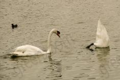 Cisne 3 <em>(1616)</em>