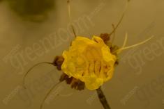 Flor 161 <em>(1617)</em>