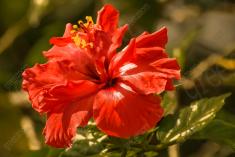 Flor 162 <em>(1619)</em>