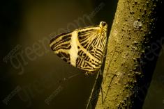 Borboleta 121 <em>(1621)</em>