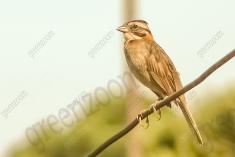 Tico Tico 1 <em>(1627)</em>