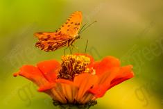Borboleta 122 <em>(1631)</em>