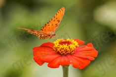 Borboleta 123 <em>(1632)</em>