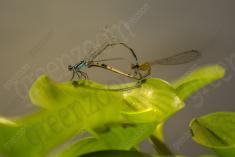 Donzelinha 30 <em>(1636)</em>