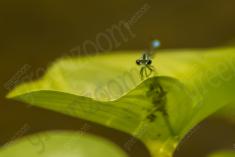 Donzelinha 20 <em>(1637)</em>