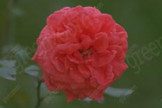 Flor 163 <em>(1638)</em>