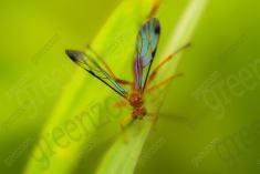 Inseto 44 <em>(1640)</em>