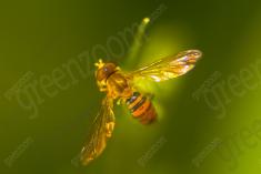 Inseto 182 <em>(1642)</em>