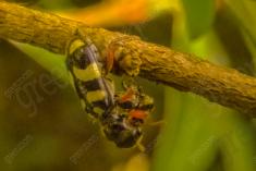 Inseto 53 <em>(1654)</em>