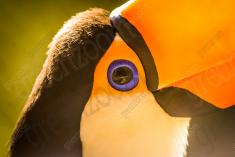 Tucano 3 <em>(167)</em>