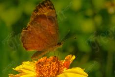 Mariposa 36 <em>(1671)</em>