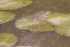 Socó 6 <em>(1673)</em>