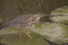 Socó 7 <em>(1674)</em>