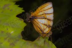 Mariposa 45 <em>(1675)</em>