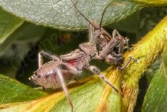 Inseto 29 <em>(1677)</em>