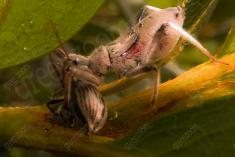 Inseto 30 <em>(1678)</em>