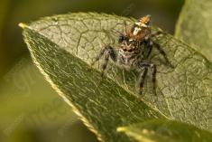 Aranha 43 <em>(1685)</em>