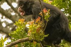 Macaco 29 <em>(1697)</em>