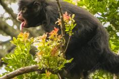 Macaco 24 <em>(1698)</em>
