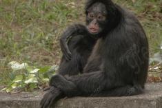 Macaco 25 <em>(1699)</em>