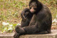 Macaco 26 <em>(1700)</em>