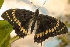 Borboleta 119 <em>(1701)</em>
