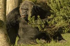 Macaco 27 <em>(1702)</em>