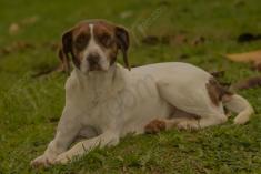 Cachorro 1 <em>(1703)</em>