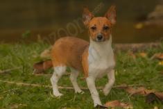 Cachorro 2 <em>(1704)</em>