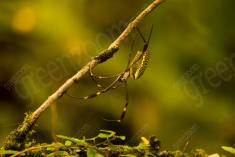 Aranha 48 <em>(1705)</em>