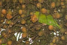 Periquito 3 <em>(1706)</em>