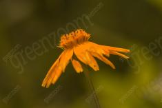 Flor 156 <em>(1707)</em>