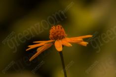 Flor 157 <em>(1708)</em>