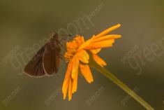 Mariposa 35 <em>(1709)</em>