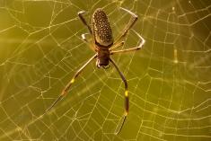 Aranha 49 <em>(1710)</em>