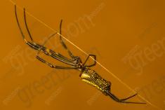 Aranha 50 <em>(1711)</em>