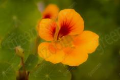 Flor 158 <em>(1718)</em>