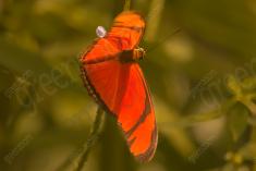 Borboleta 120 <em>(1719)</em>