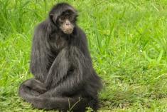 Macaco 28 <em>(1726)</em>