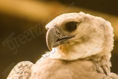 Harpia 2 <em>(1730)</em>