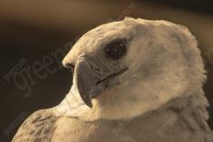 Harpia 3 <em>(1731)</em>