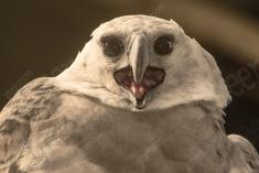 Harpia 1 <em>(1732)</em>